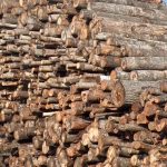 apvalios medienos pirkimas